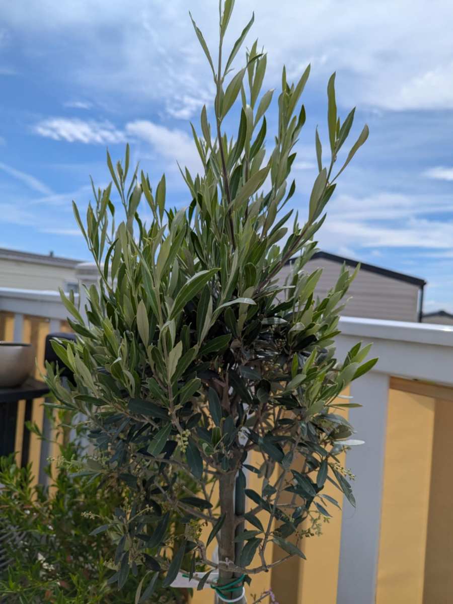 Olives, Herbs &&nbsp;Home