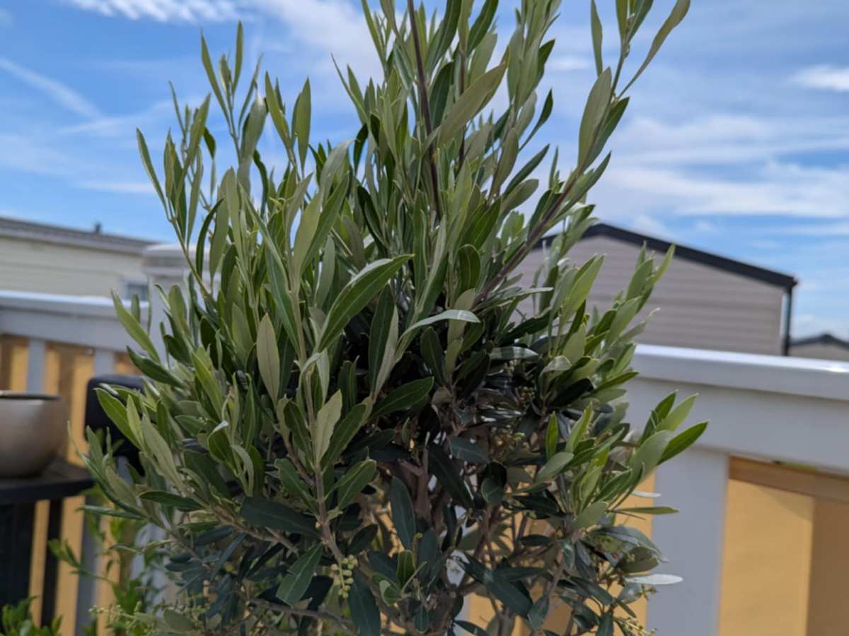 Olives, Herbs &&nbsp;Home